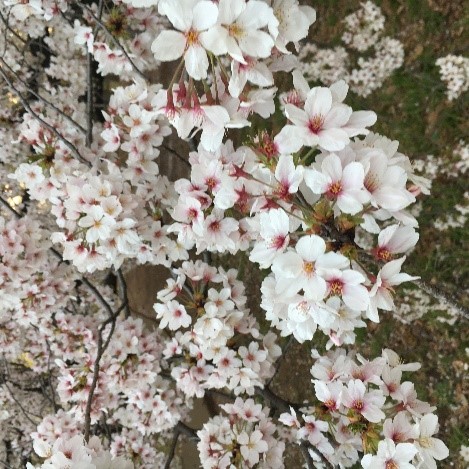 かなき桜.jpg