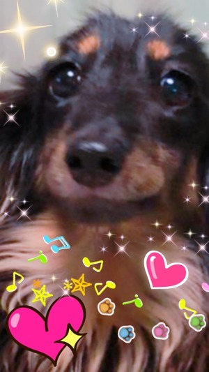 ドヤ顔犬①（針生.院内ブログ）.JPGのサムネイル画像
